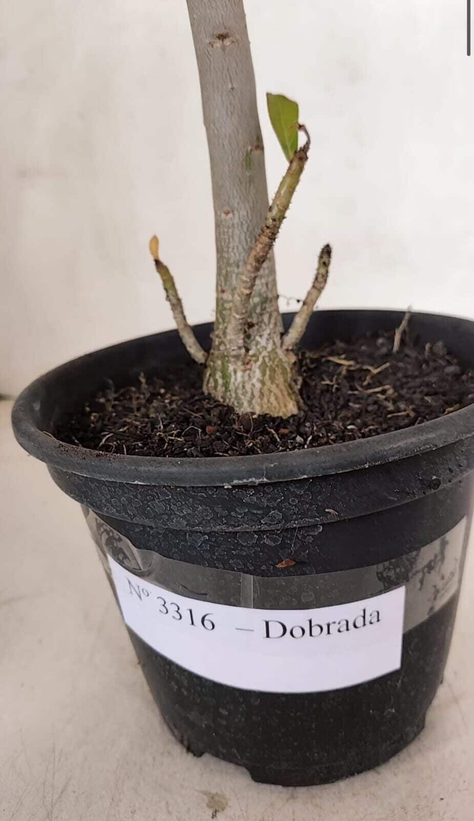 Planta Dobrada 3316 – 35cm – 03 anos