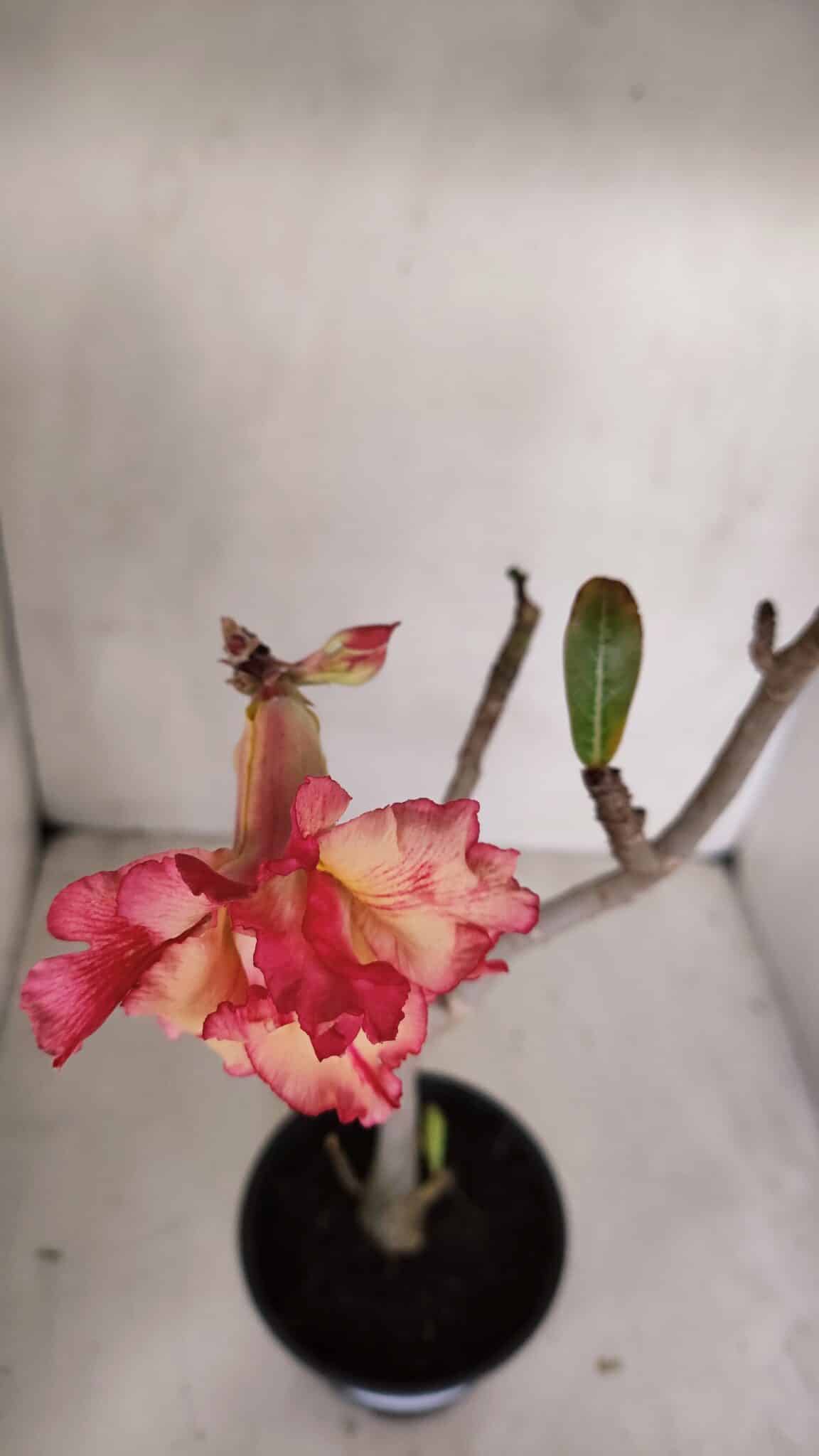 Planta Dobrada 3316 – 35cm – 03 anos