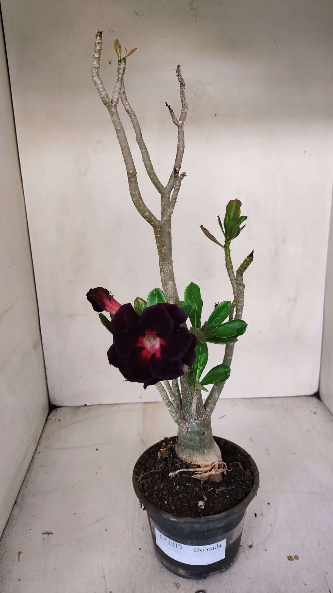 Planta Dobrada 3317 – 35cm – 03 anos