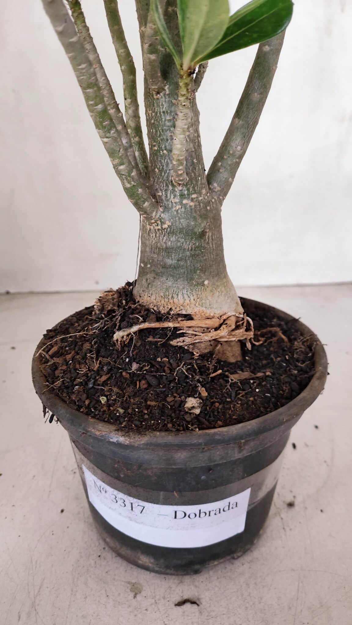 Planta Dobrada 3317 – 35cm – 03 anos