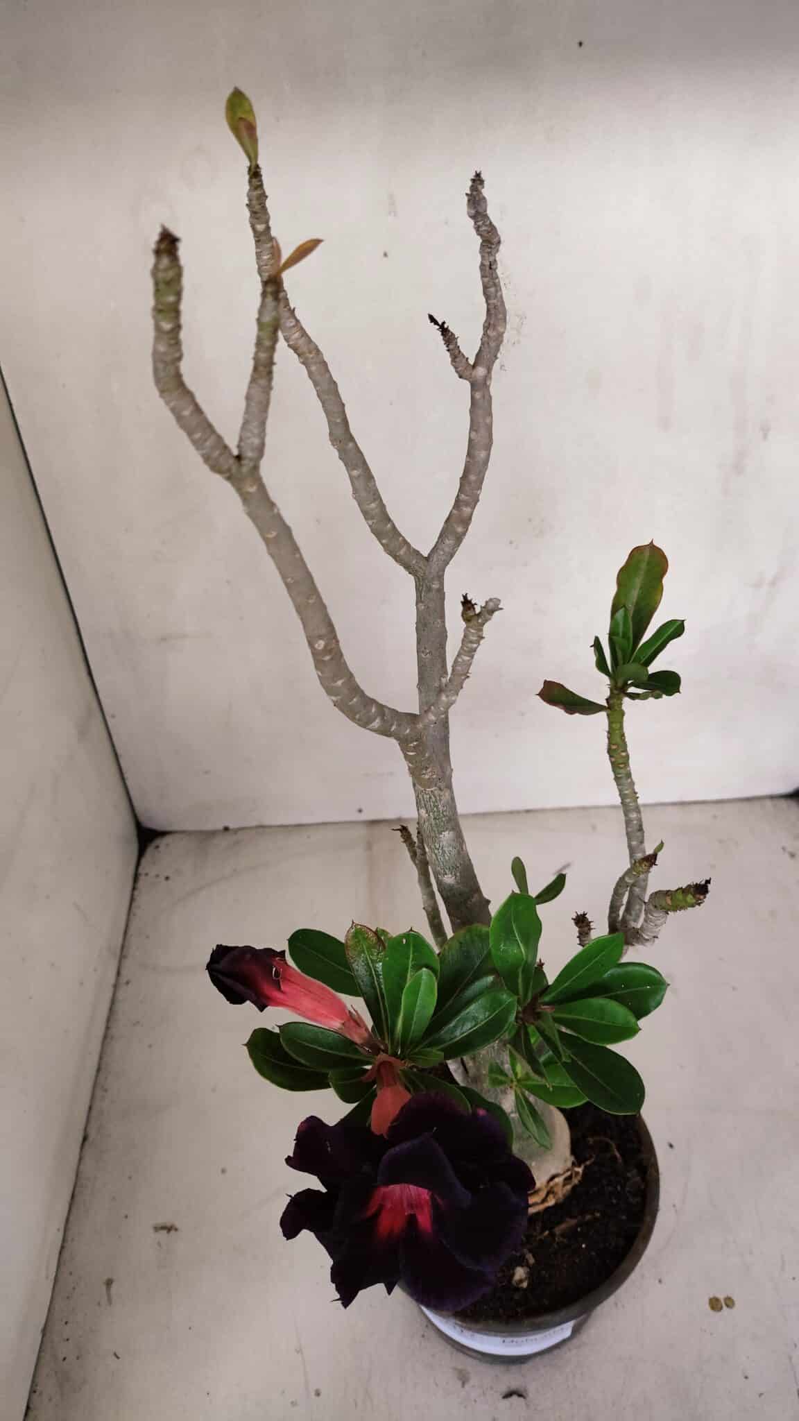 Planta Dobrada 3317 – 35cm – 03 anos