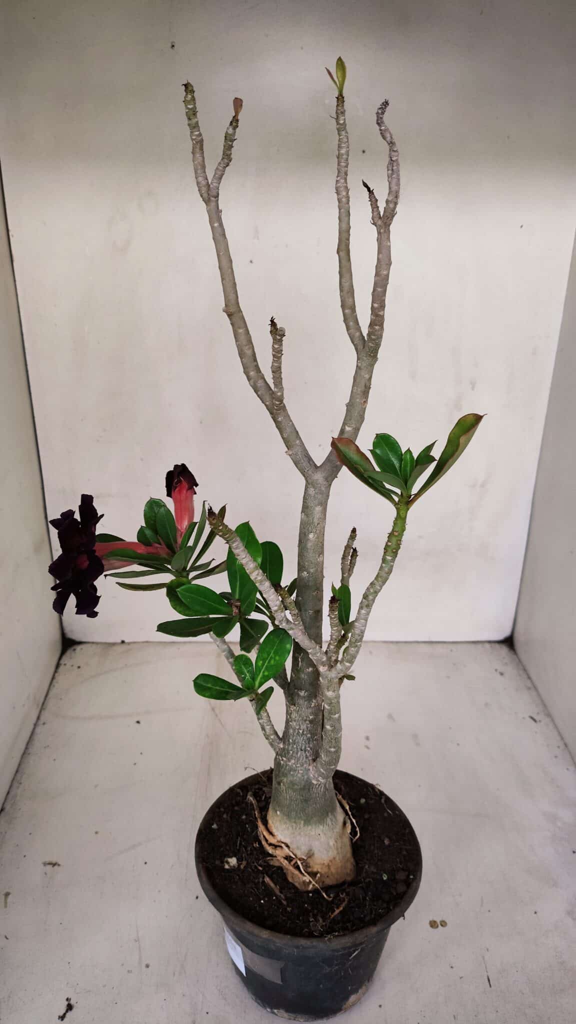 Planta Dobrada 3317 – 35cm – 03 anos