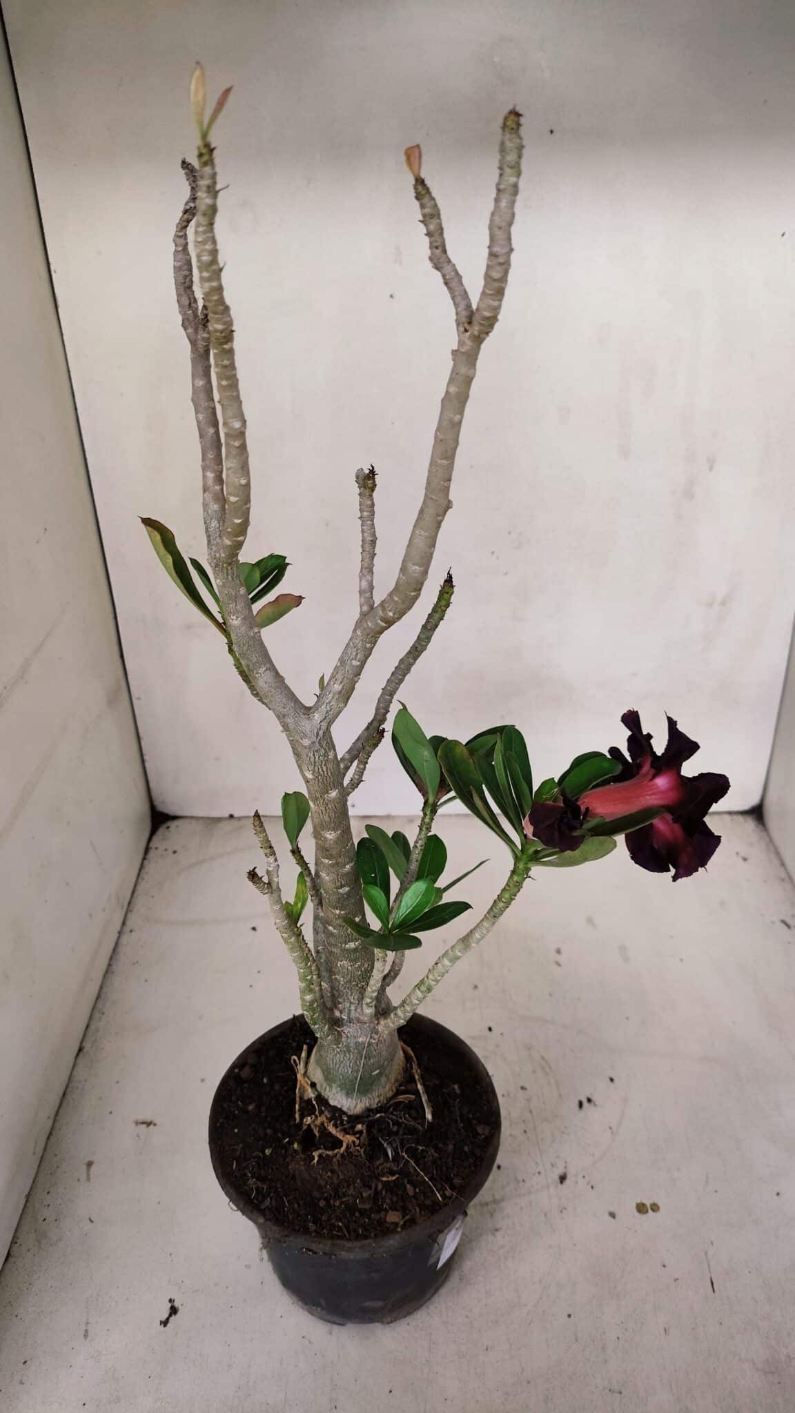 Planta Dobrada 3317 – 35cm – 03 anos