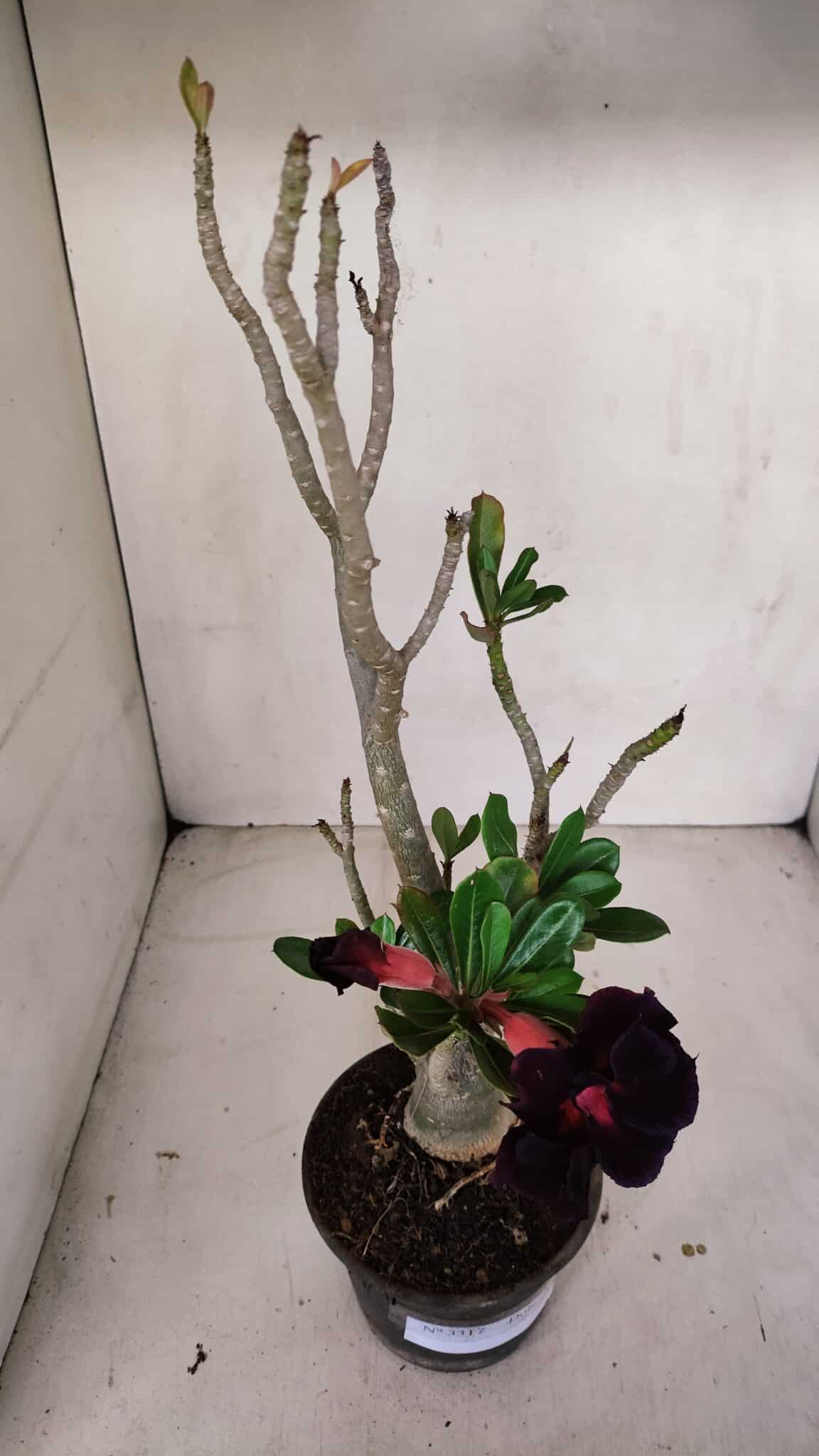 Planta Dobrada 3317 – 35cm – 03 anos