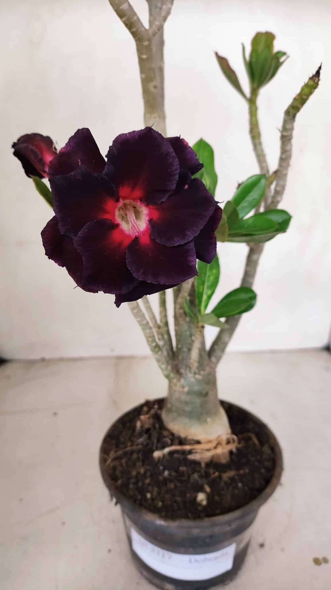 Planta Dobrada 3317 – 35cm – 03 anos