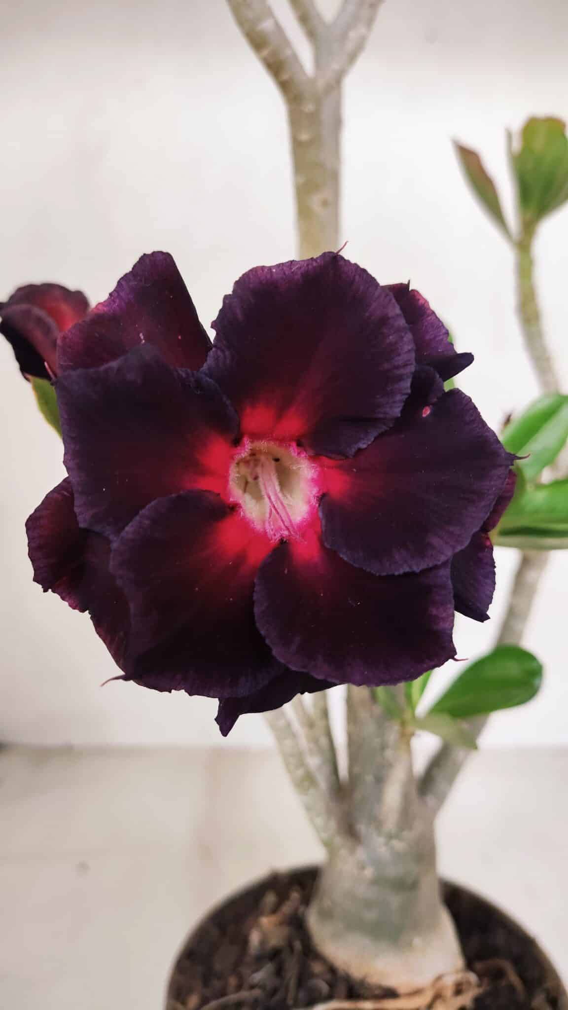 Planta Dobrada 3317 – 35cm – 03 anos