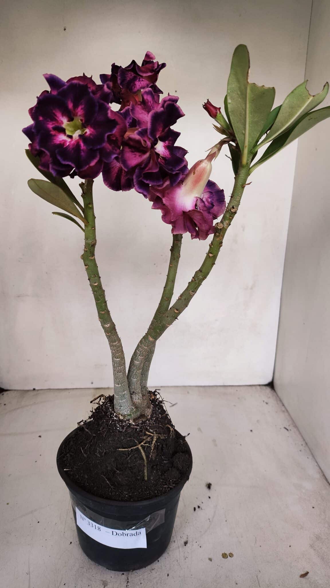 Planta Dobrada 3318 – 35cm – 03 anos