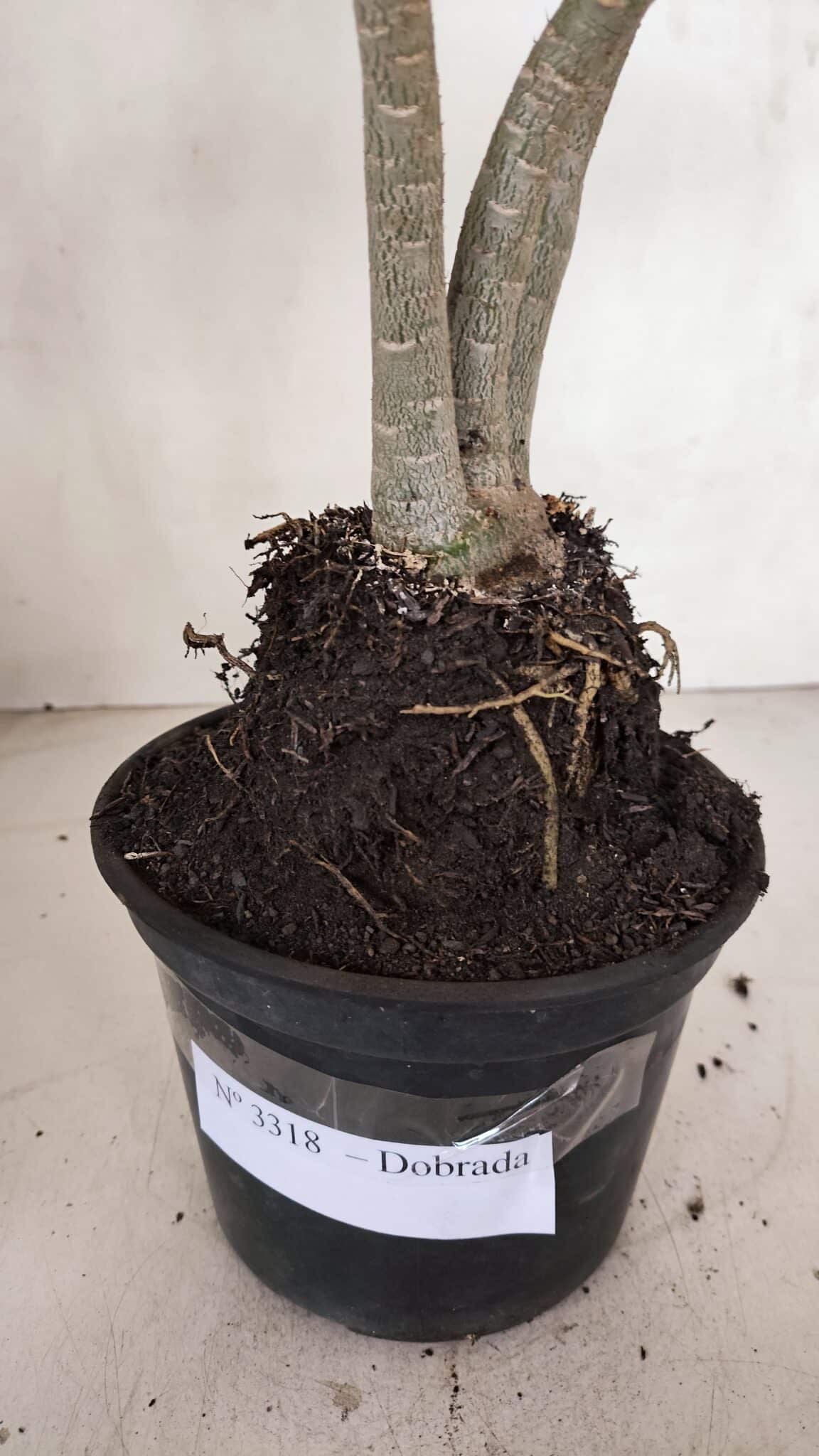 Planta Dobrada 3318 – 35cm – 03 anos