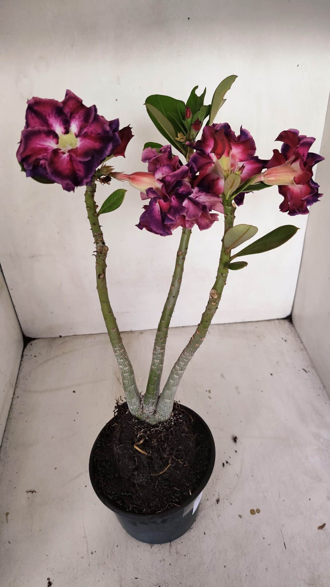 Planta Dobrada 3318 – 35cm – 03 anos
