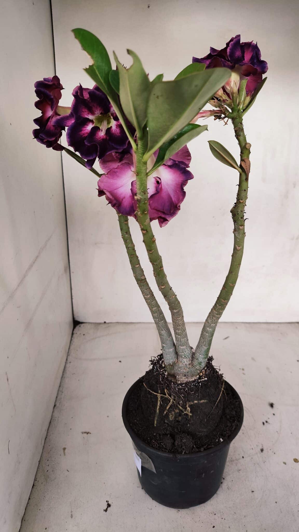 Planta Dobrada 3318 – 35cm – 03 anos
