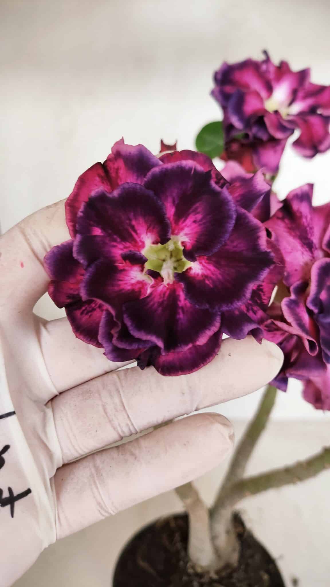 Planta Dobrada 3318 – 35cm – 03 anos