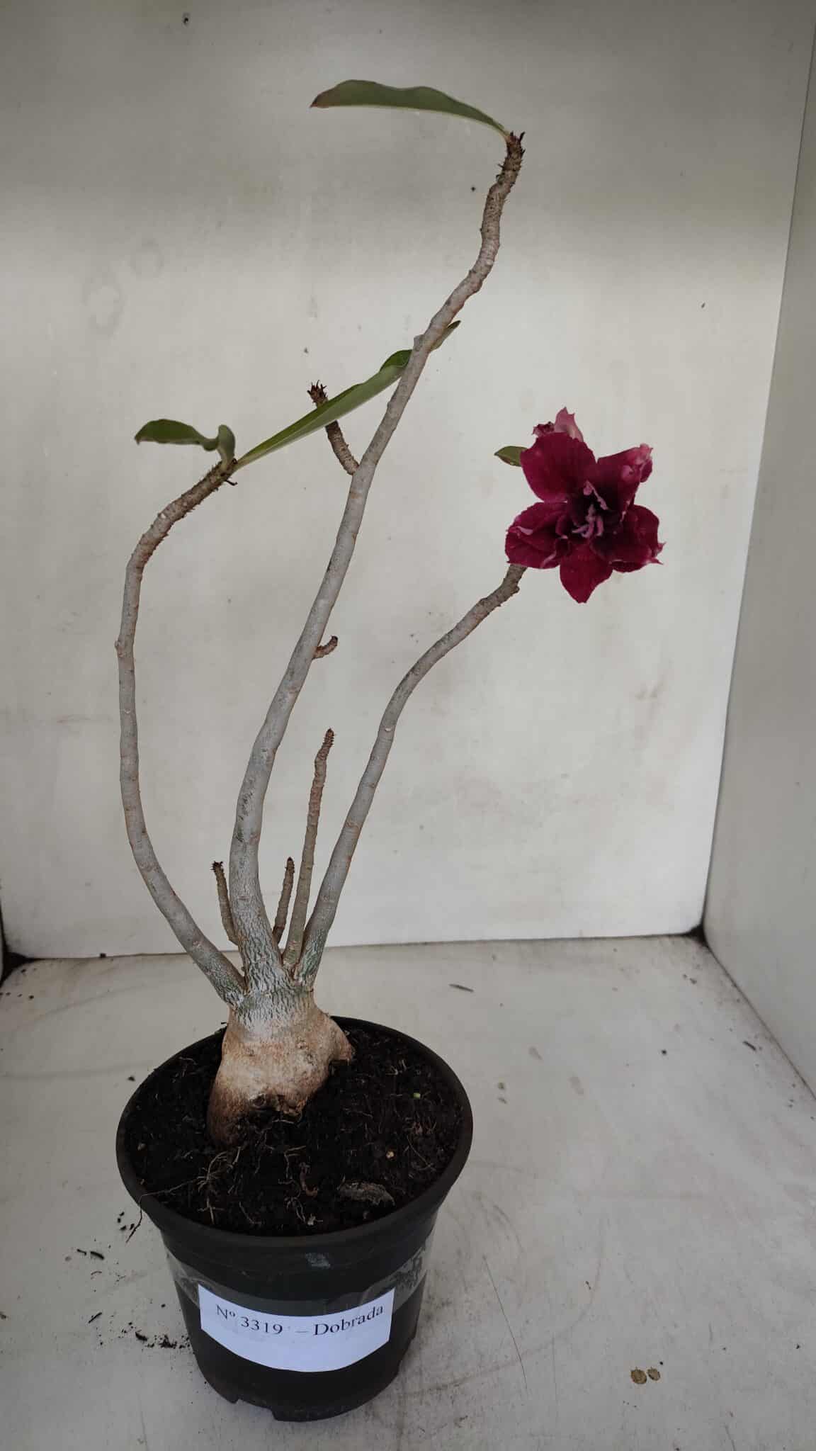 Planta Dobrada 3319 – 35cm – 03 anos