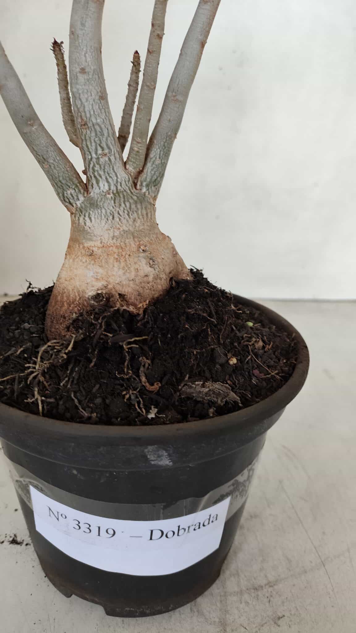 Planta Dobrada 3319 – 35cm – 03 anos