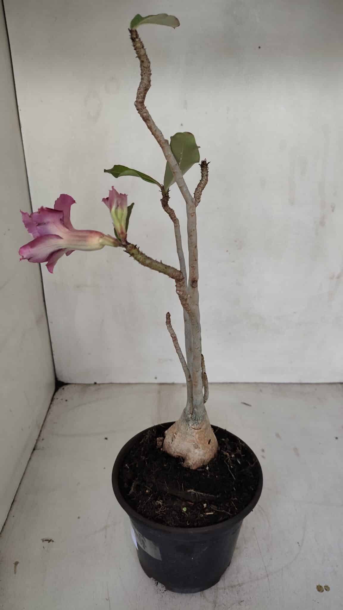 Planta Dobrada 3319 – 35cm – 03 anos