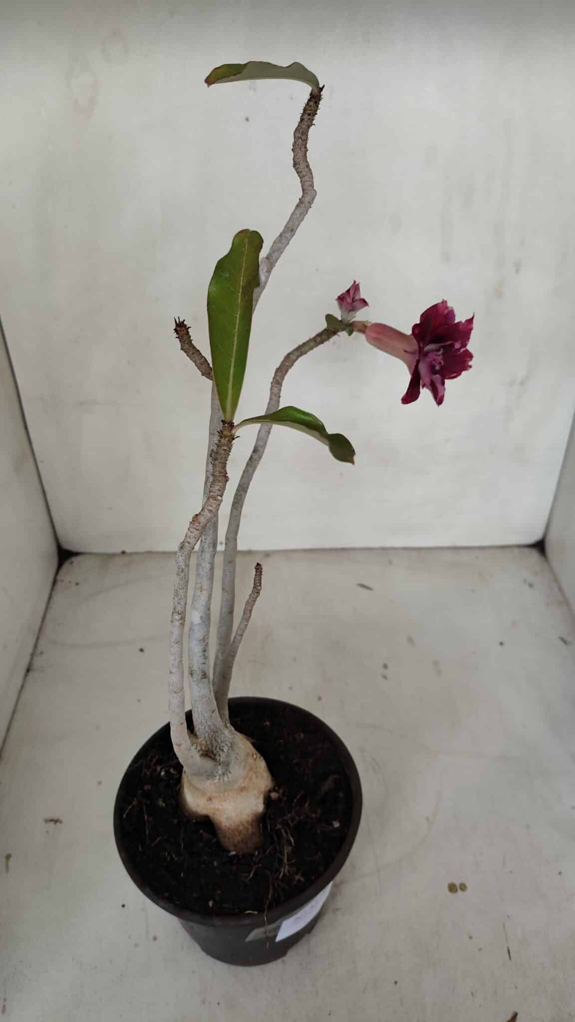 Planta Dobrada 3319 – 35cm – 03 anos