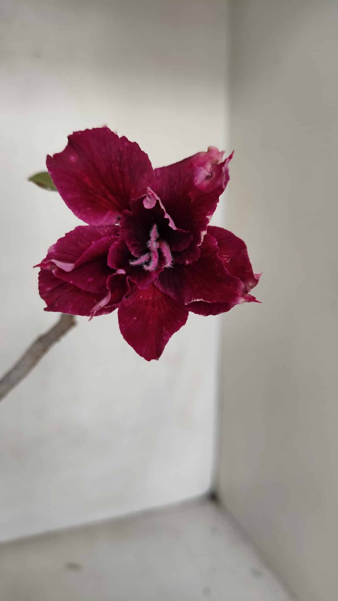 Planta Dobrada 3319 – 35cm – 03 anos