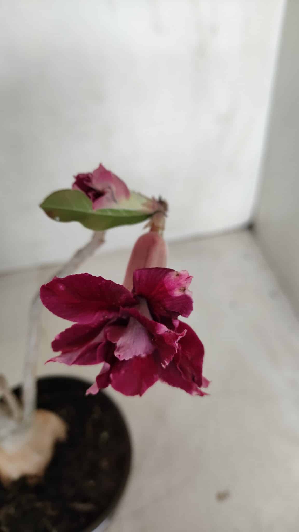 Planta Dobrada 3319 – 35cm – 03 anos
