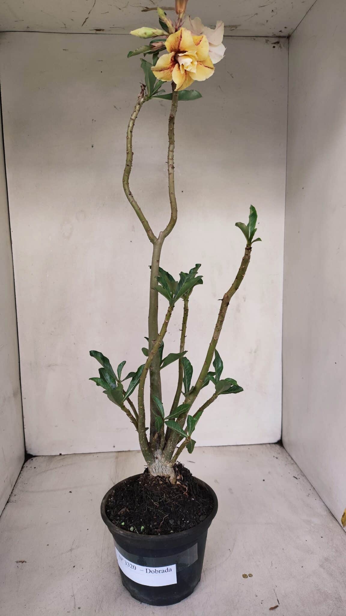 Planta Dobrada 3320 – 35cm – 03 anos