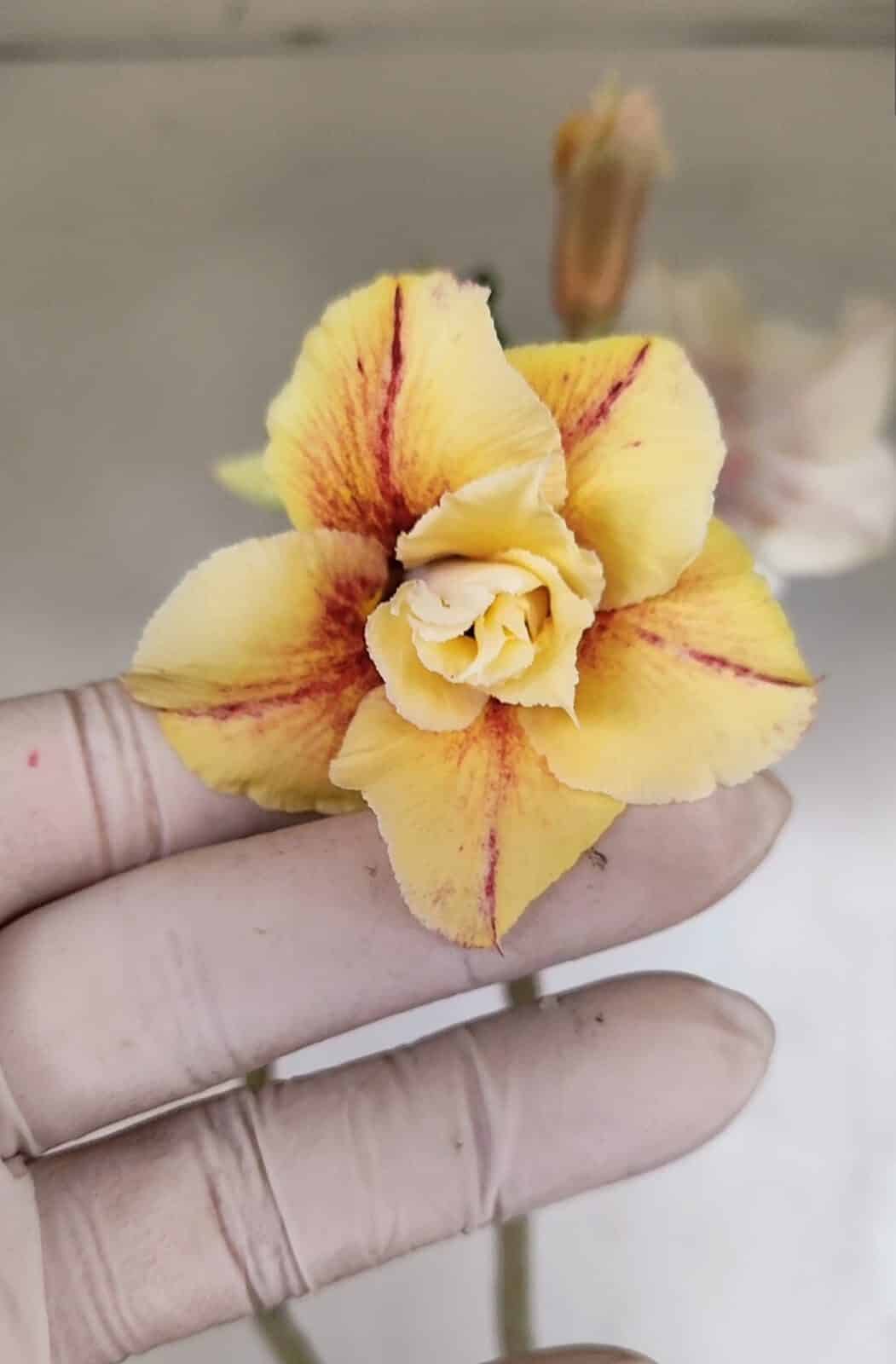 Planta Dobrada 3320 – 35cm – 03 anos