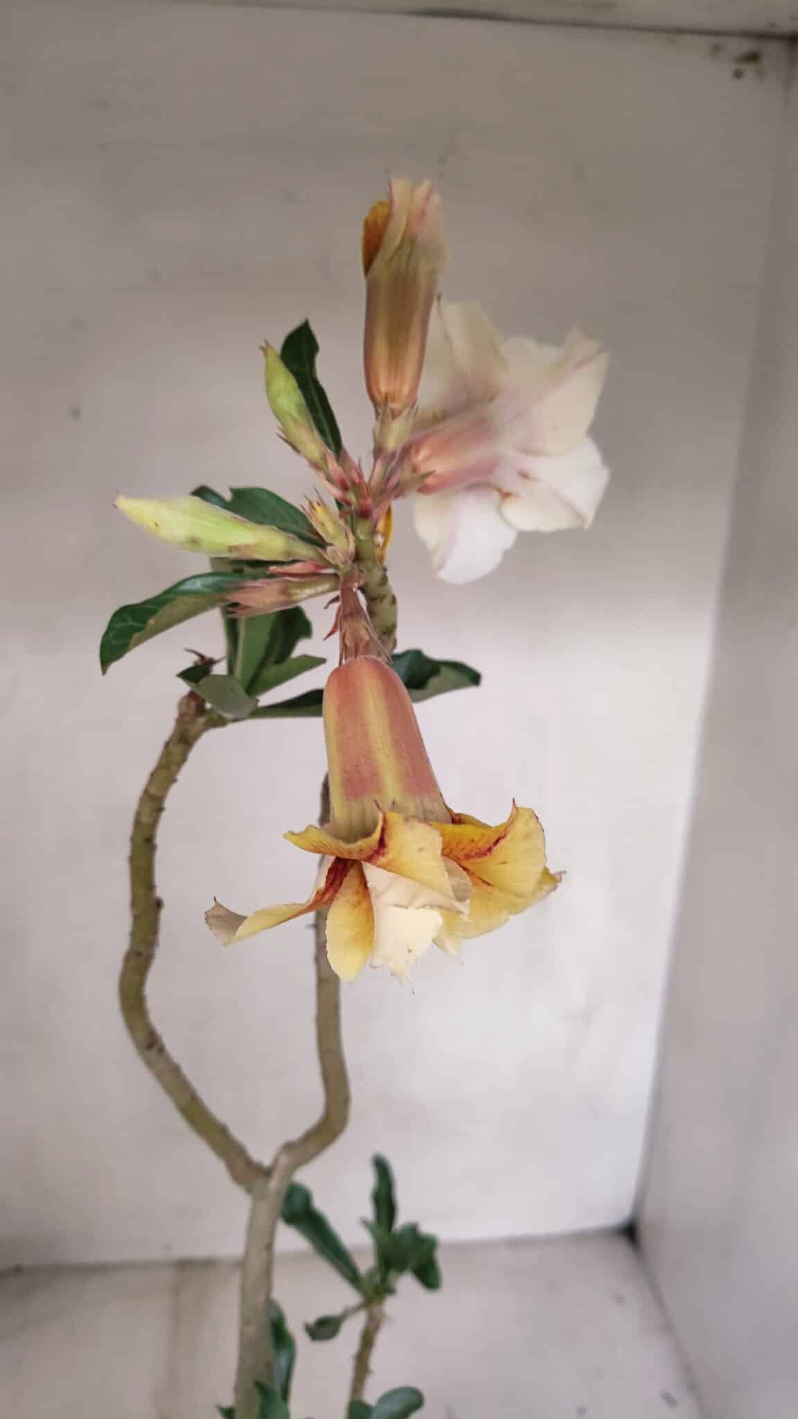 Planta Dobrada 3320 – 35cm – 03 anos