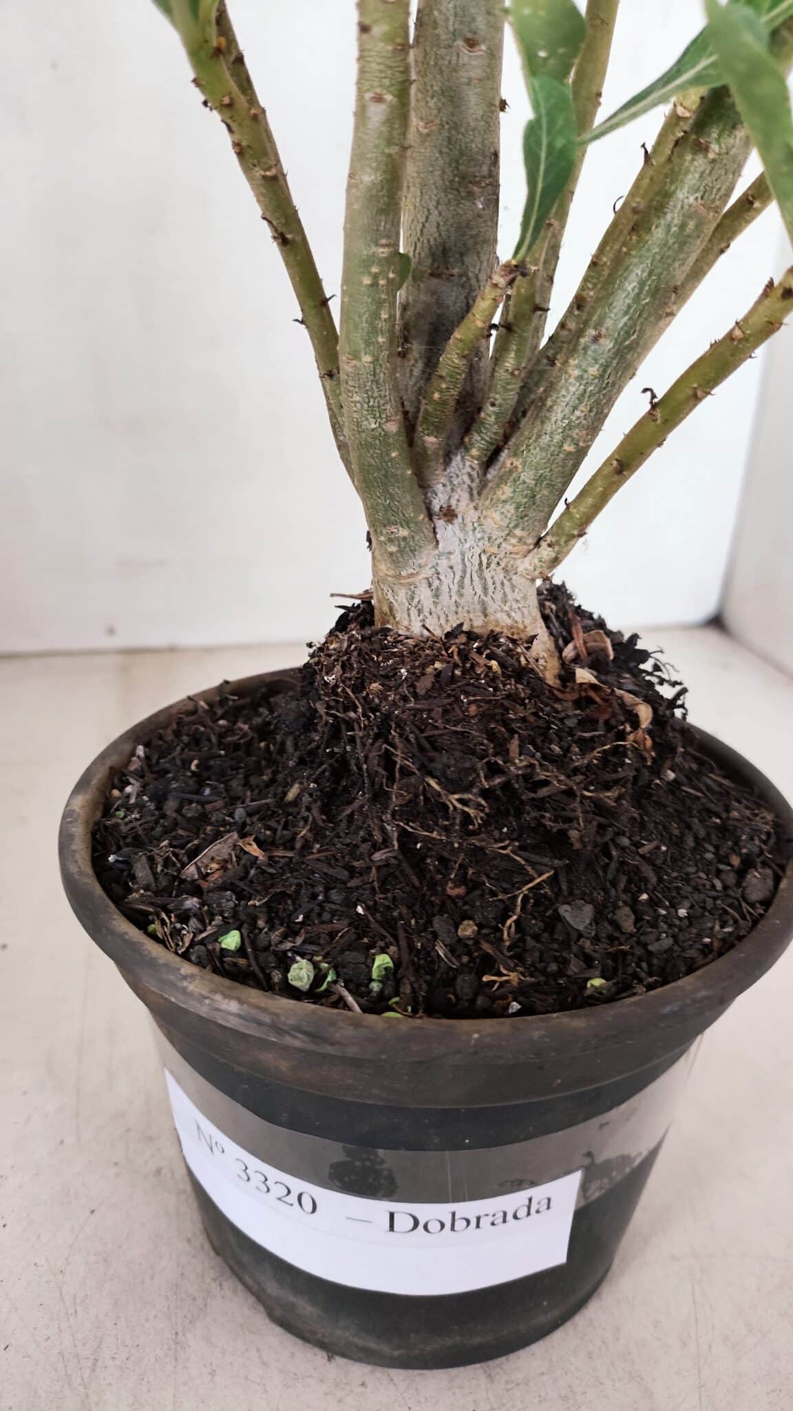 Planta Dobrada 3320 – 35cm – 03 anos