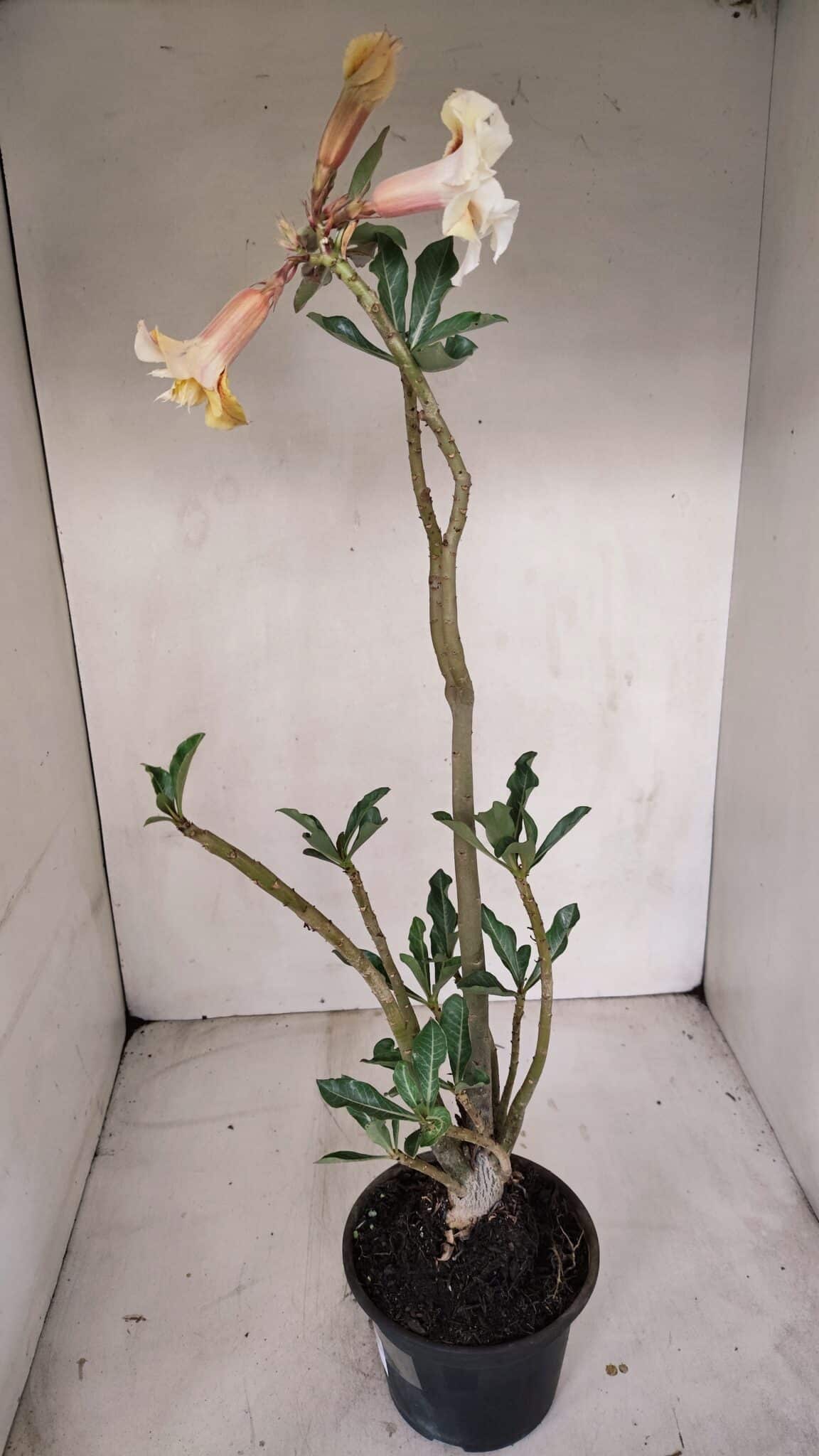 Planta Dobrada 3320 – 35cm – 03 anos