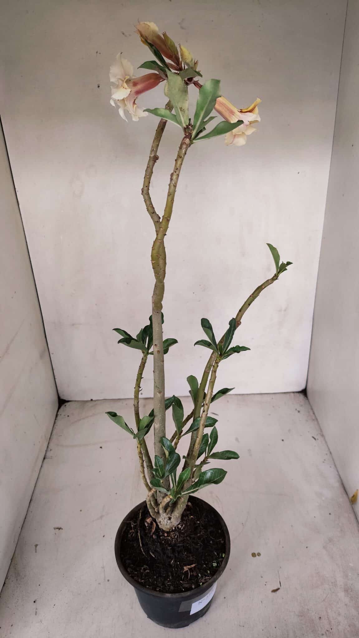 Planta Dobrada 3320 – 35cm – 03 anos