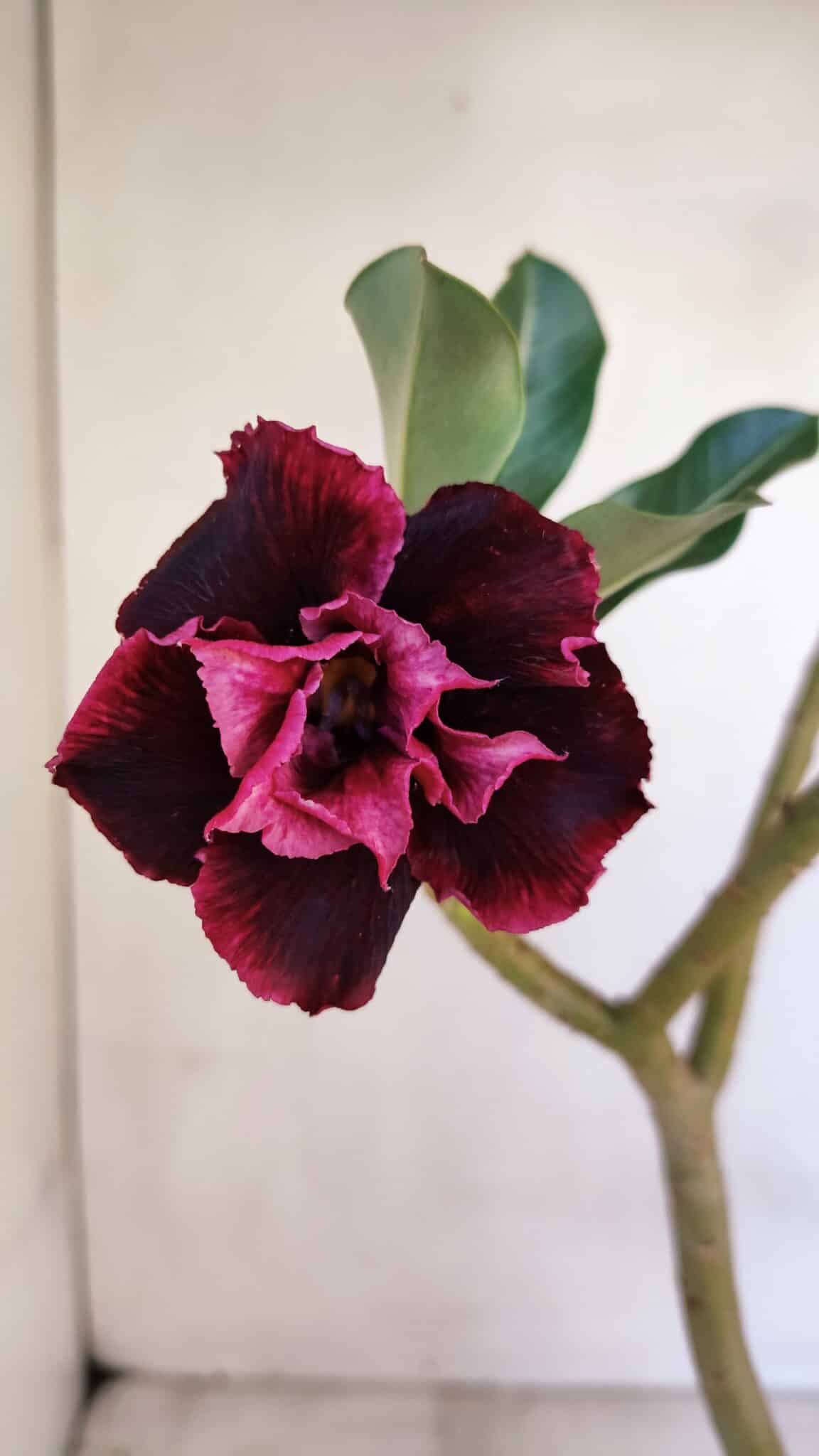 Planta Dobrada 3321 – 35cm – 03 anos
