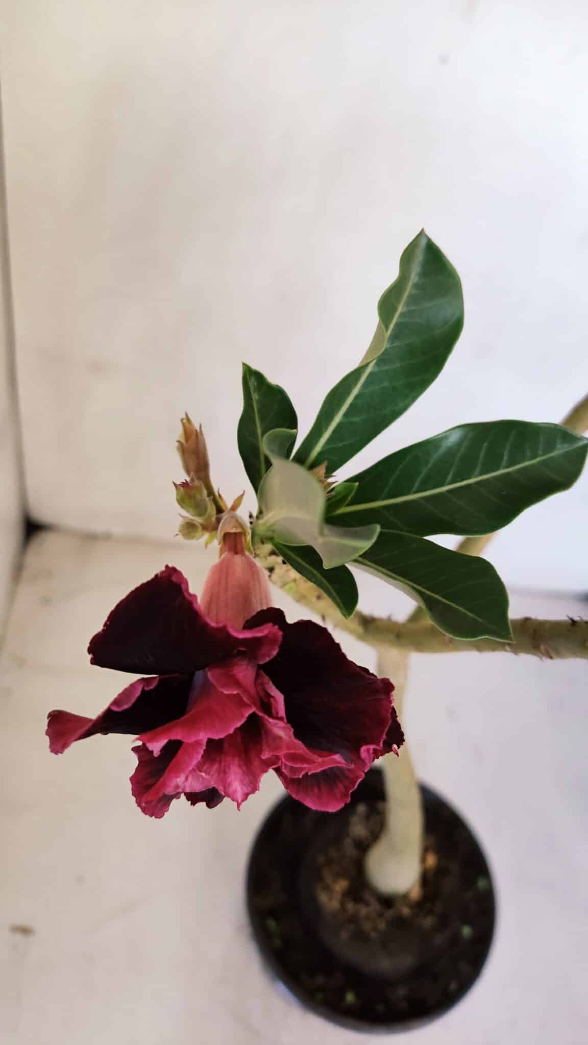 Planta Dobrada 3321 – 35cm – 03 anos
