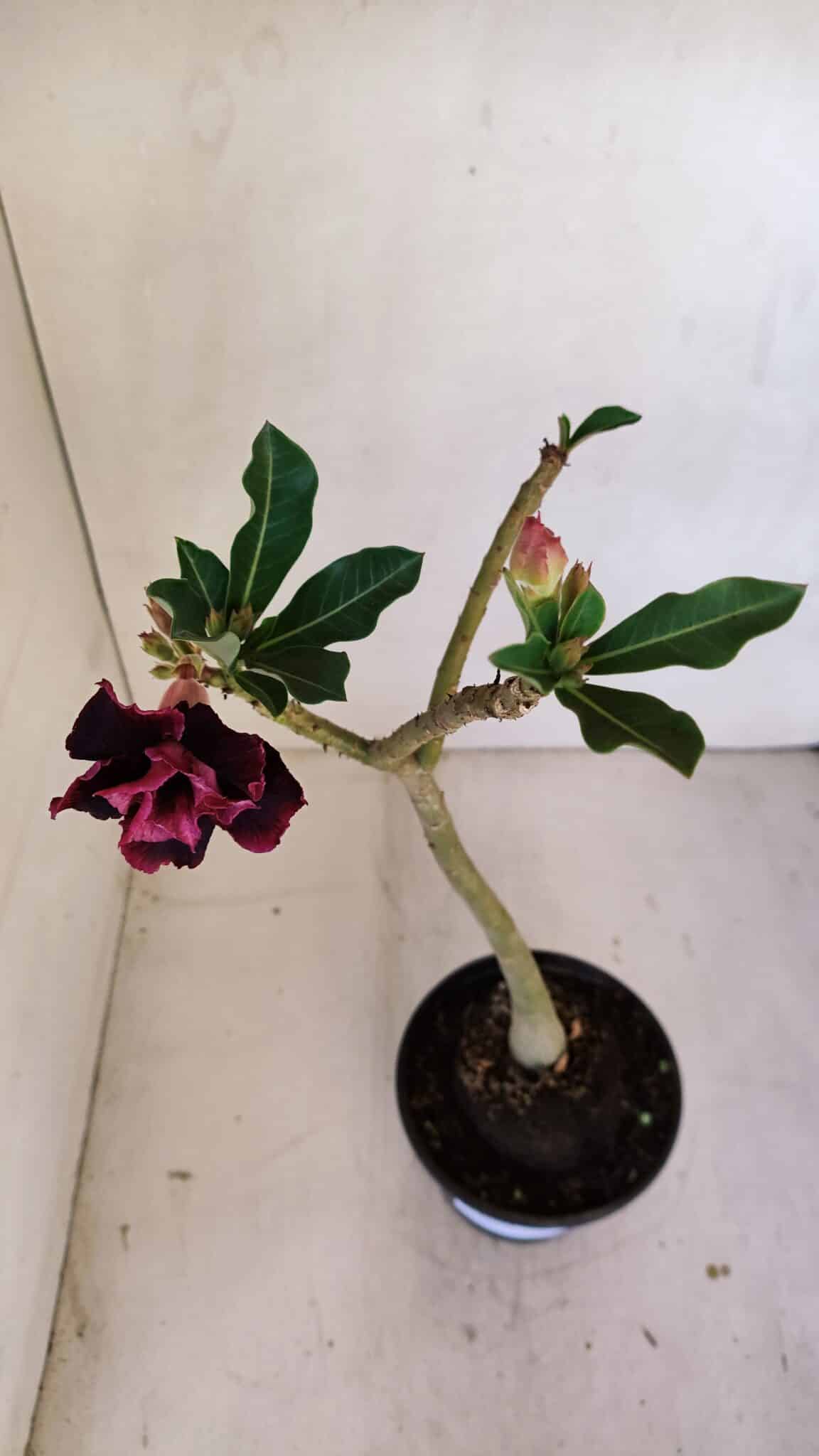 Planta Dobrada 3321 – 35cm – 03 anos