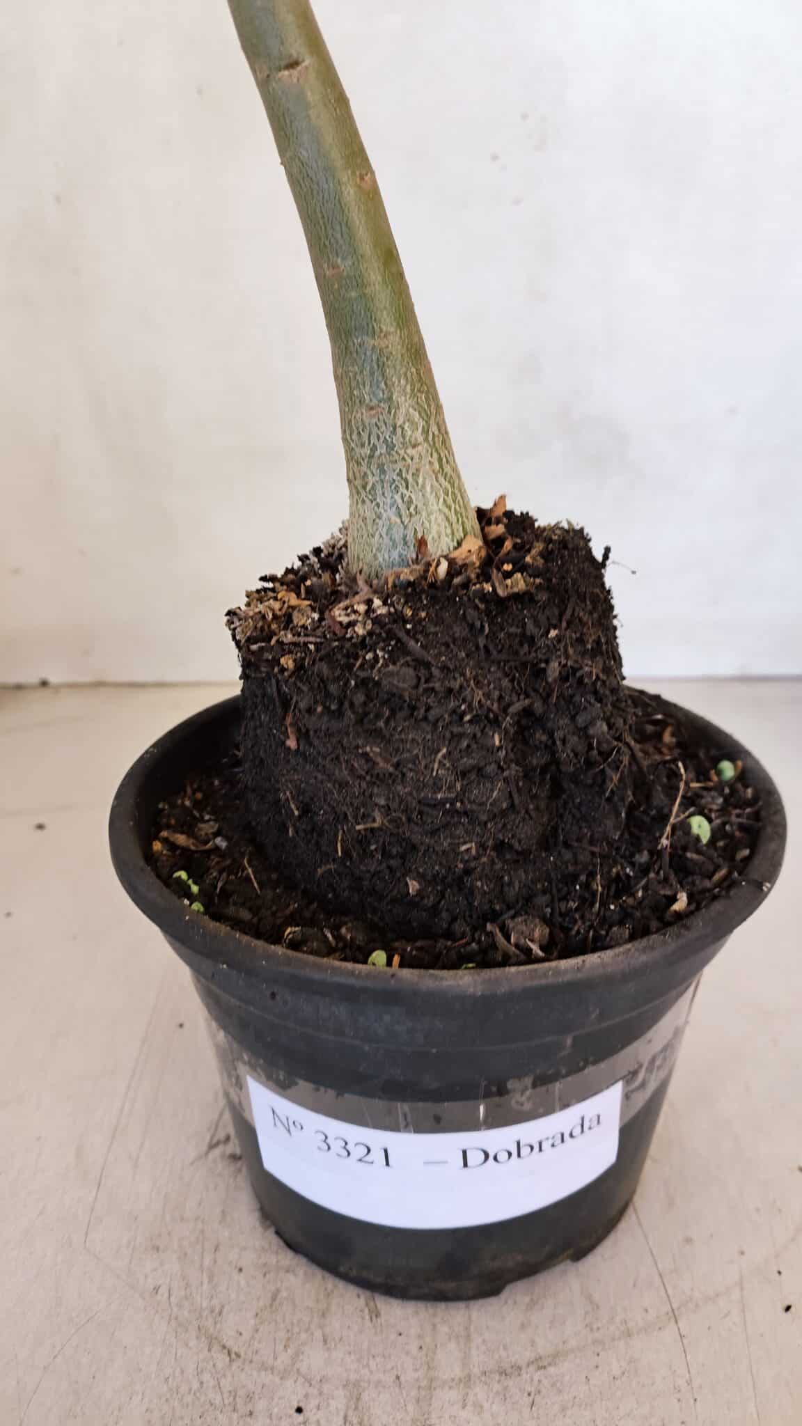 Planta Dobrada 3321 – 35cm – 03 anos