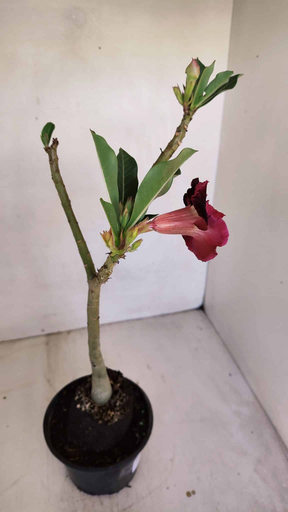 Planta Dobrada 3321 – 35cm – 03 anos