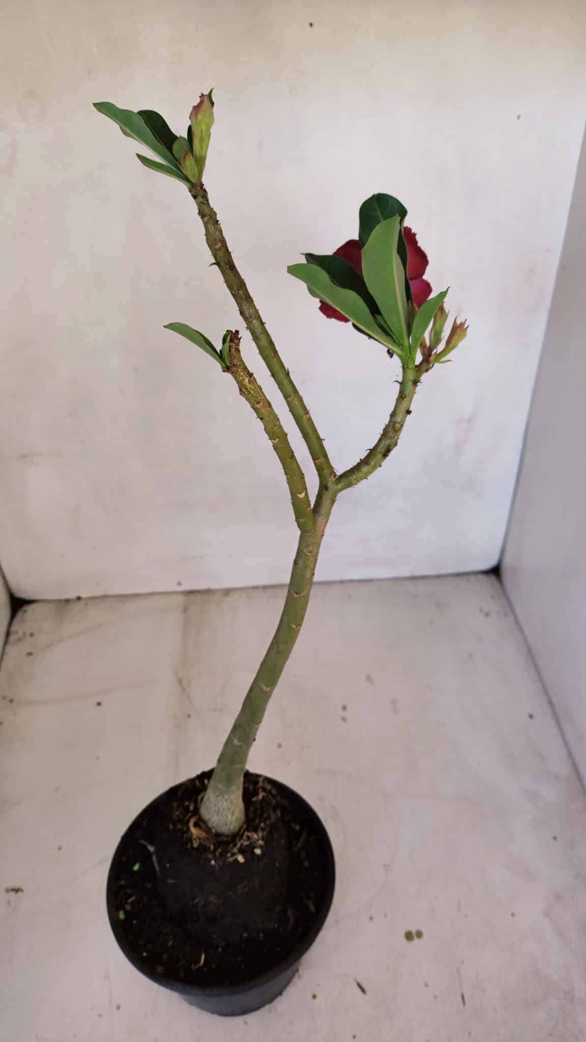 Planta Dobrada 3321 – 35cm – 03 anos