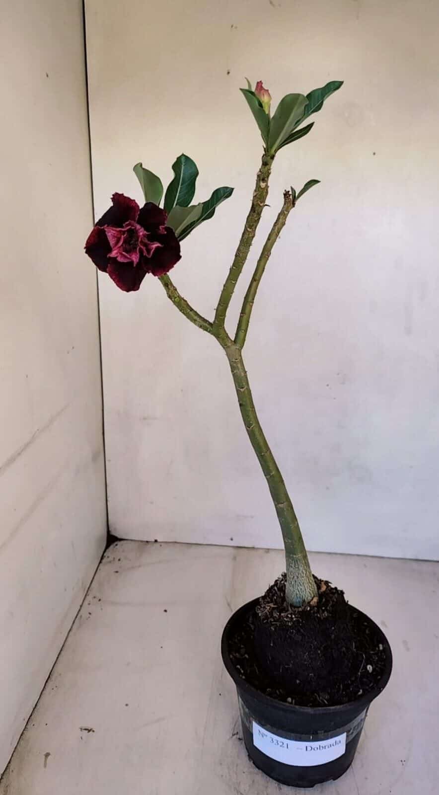 Planta Dobrada 3321 – 35cm – 03 anos