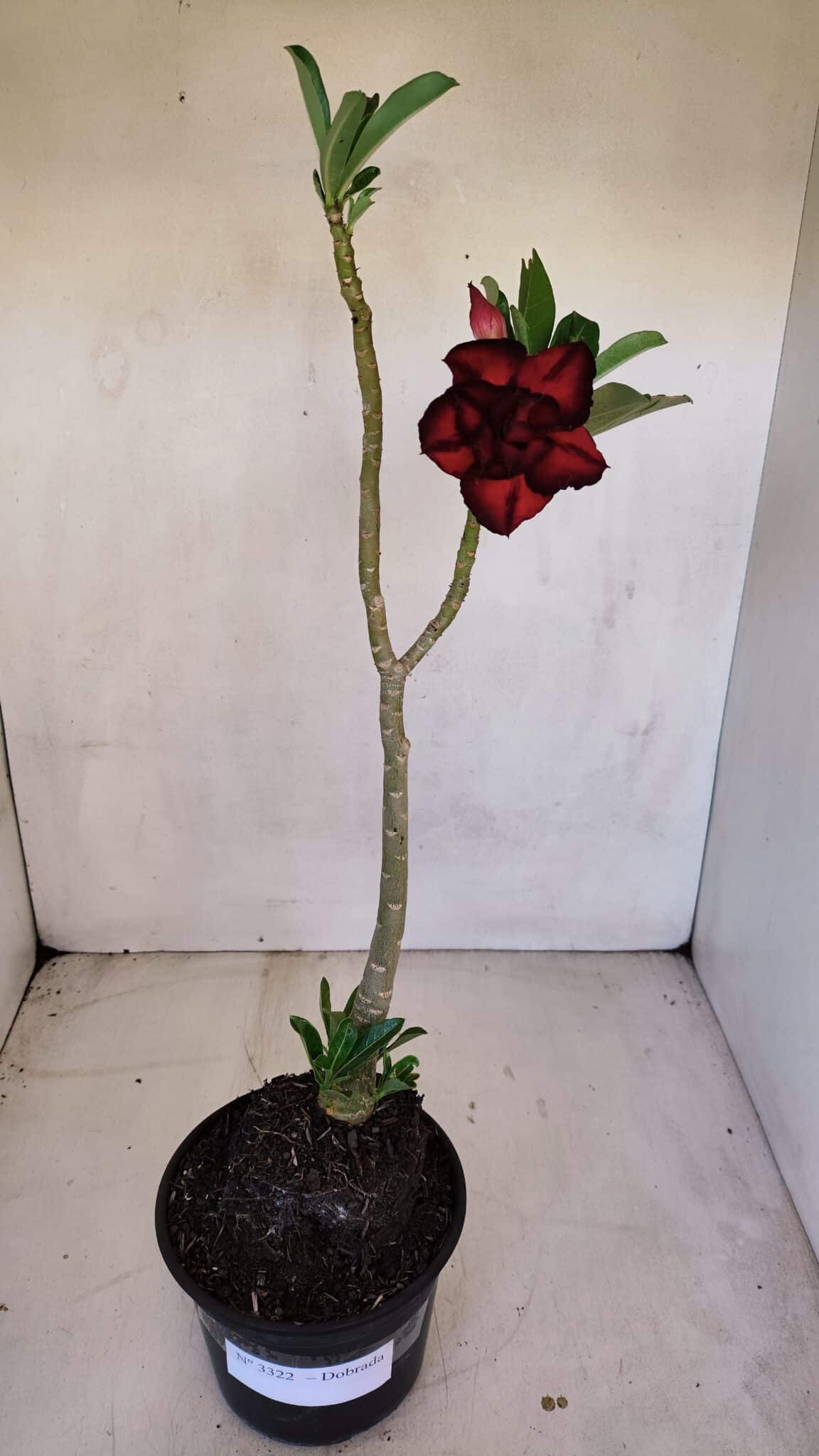 Planta Dobrada 3322 – 35cm – 03 anos