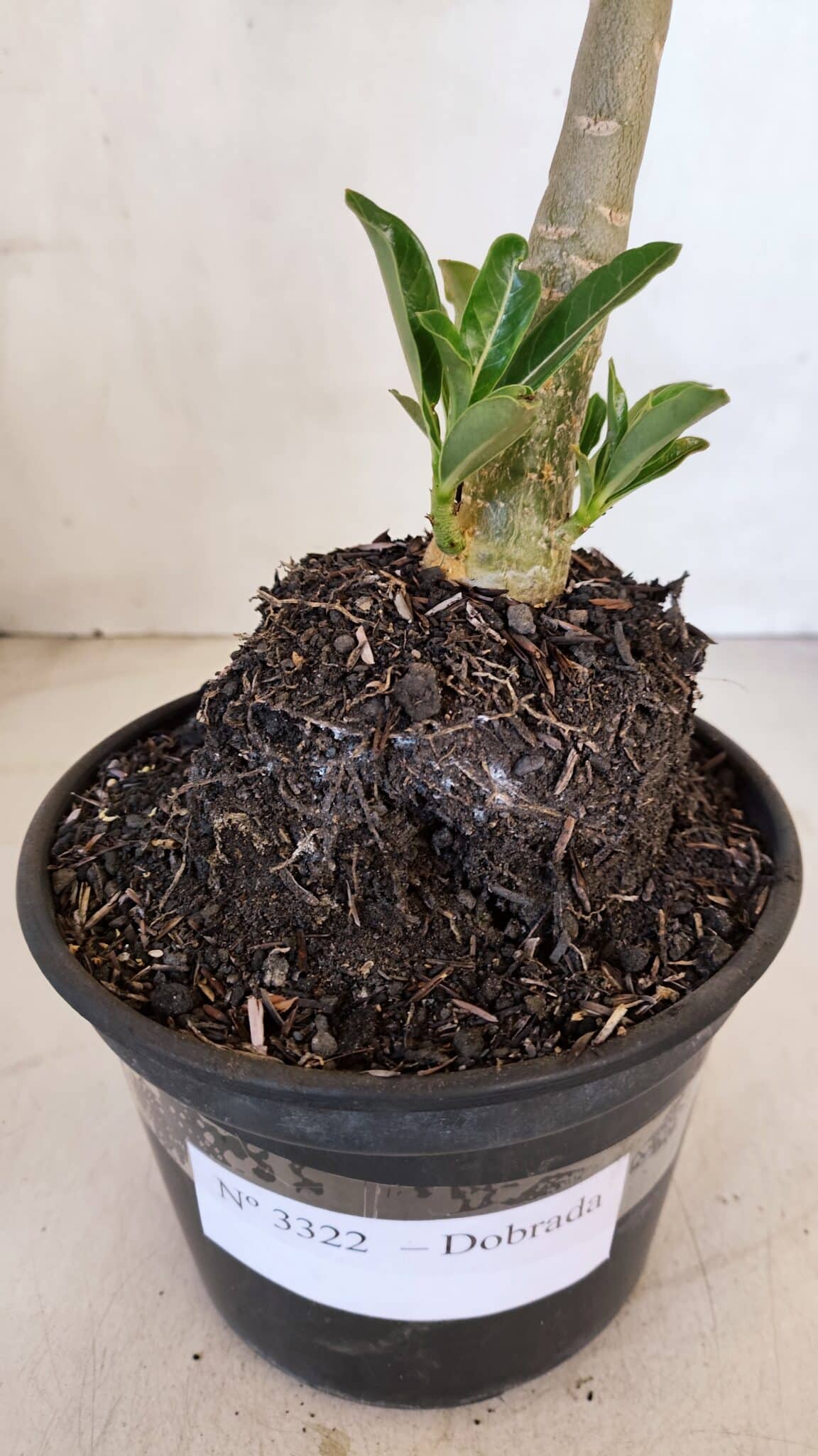 Planta Dobrada 3322 – 35cm – 03 anos