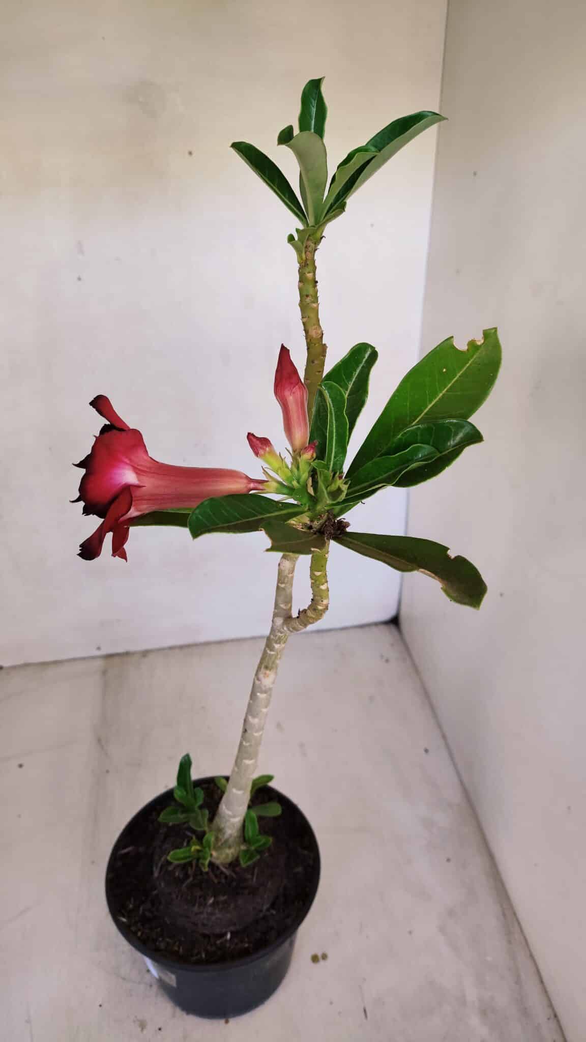 Planta Dobrada 3322 – 35cm – 03 anos