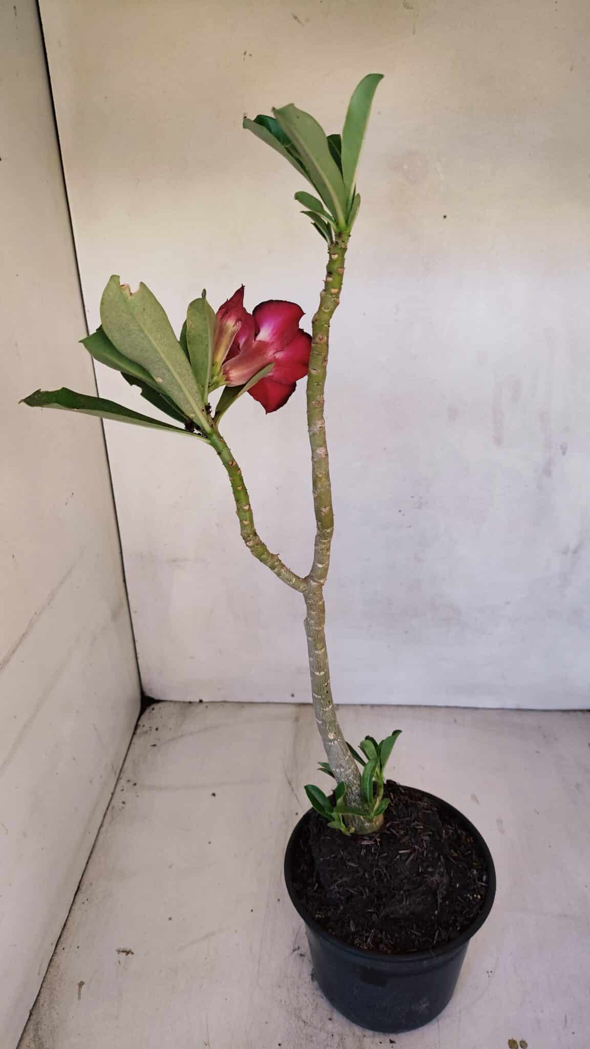 Planta Dobrada 3322 – 35cm – 03 anos