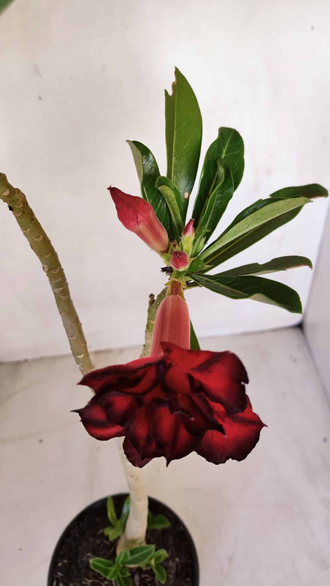 Planta Dobrada 3322 – 35cm – 03 anos