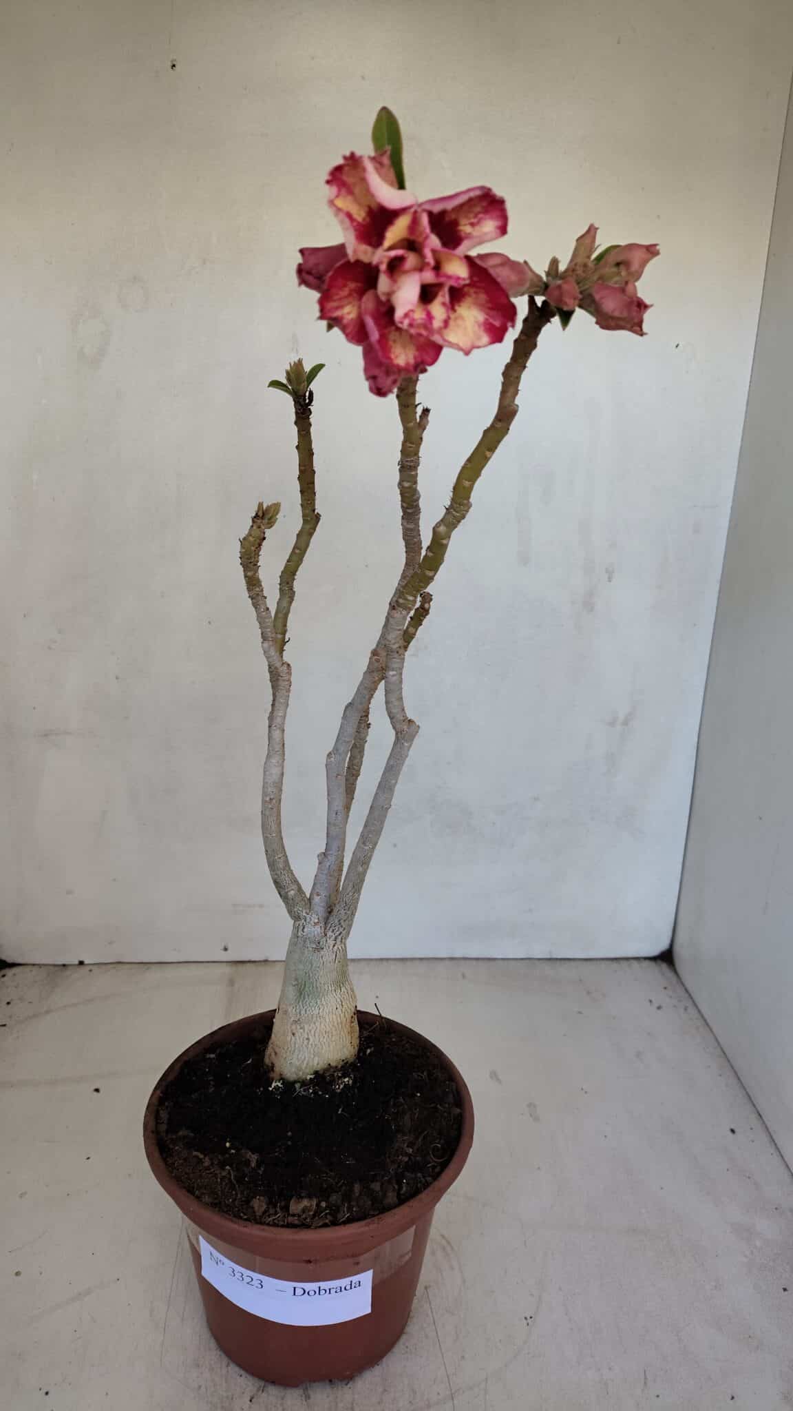 Planta Dobrada 3323 – 35cm – 03 anos