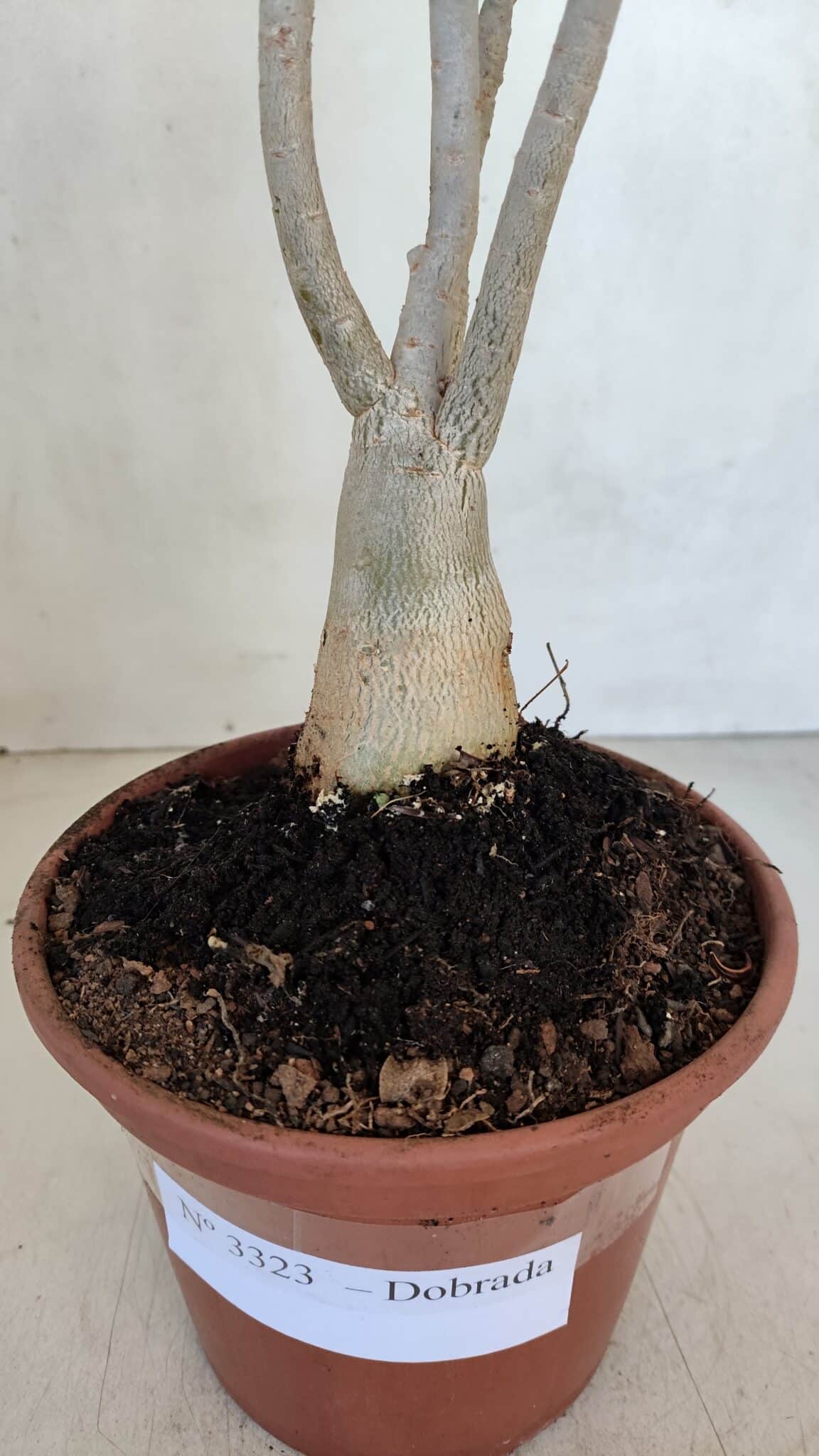 Planta Dobrada 3323 – 35cm – 03 anos