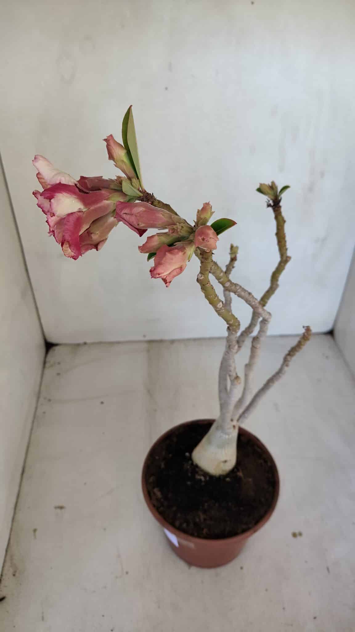 Planta Dobrada 3323 – 35cm – 03 anos