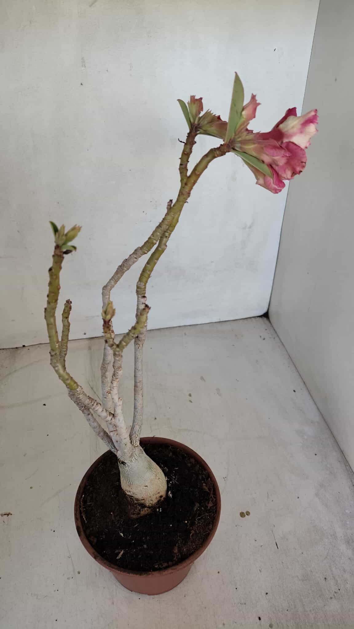 Planta Dobrada 3323 – 35cm – 03 anos