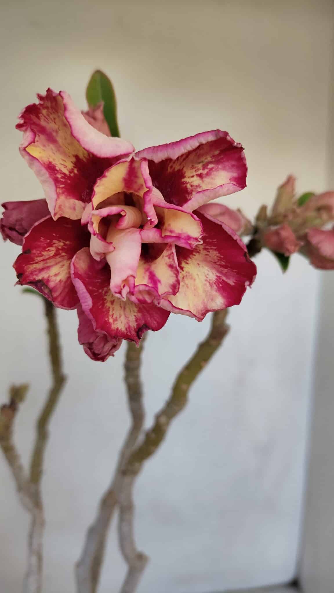 Planta Dobrada 3323 – 35cm – 03 anos