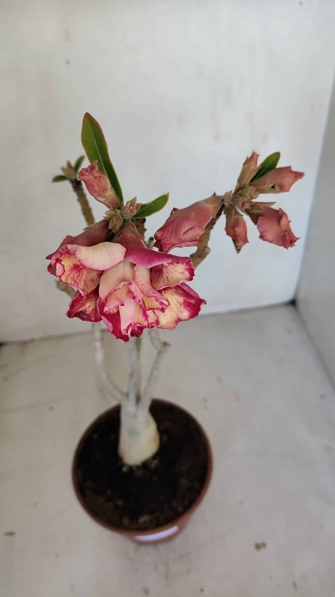 Planta Dobrada 3323 – 35cm – 03 anos