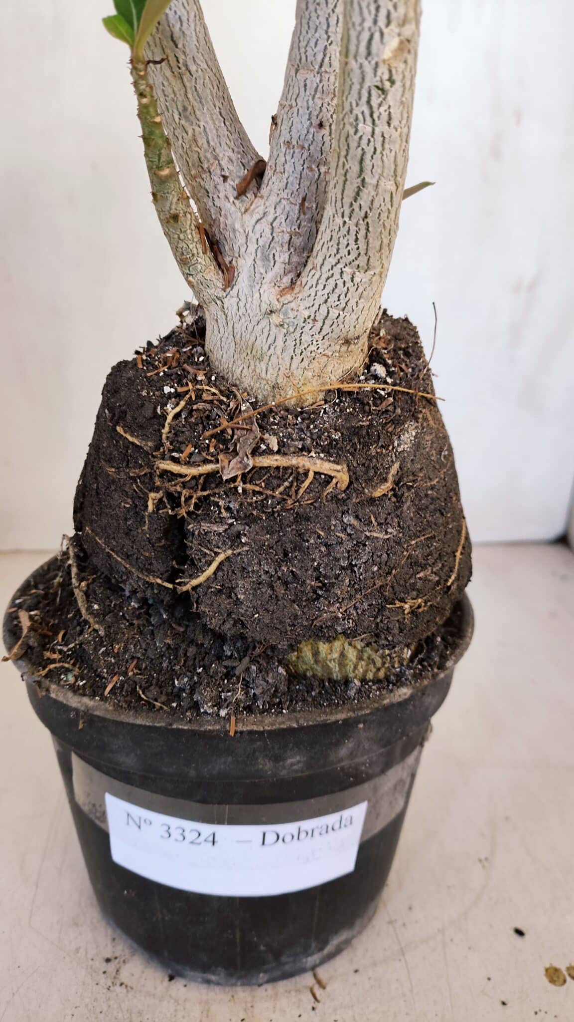 Planta Dobrada 3324 – 40cm – 03 anos