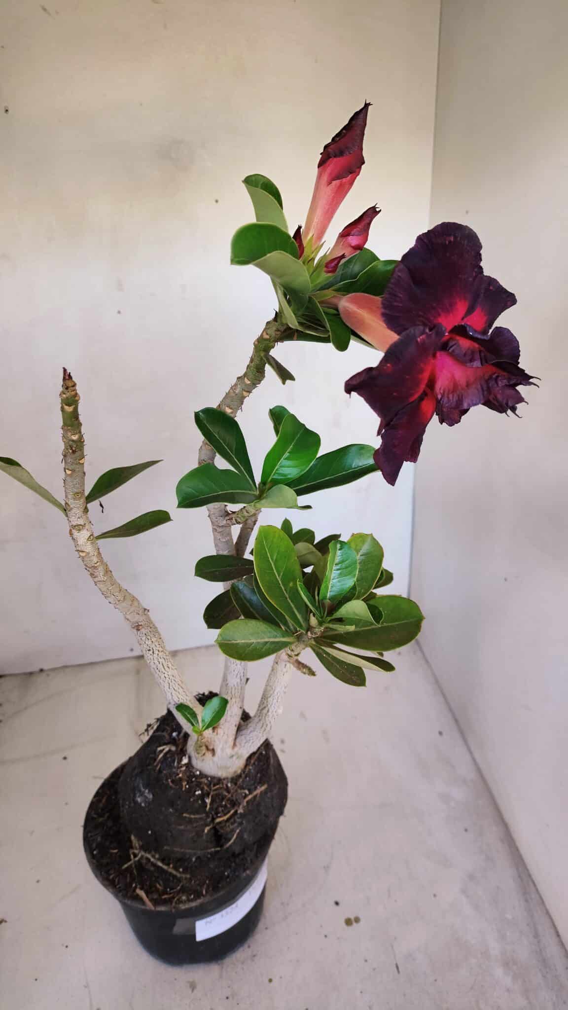 Planta Dobrada 3324 – 40cm – 03 anos
