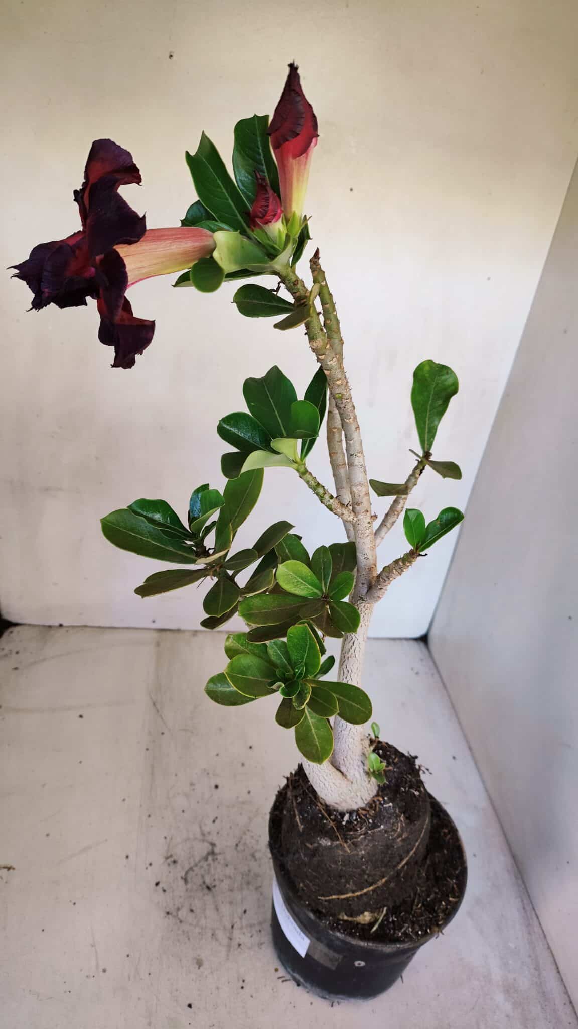 Planta Dobrada 3324 – 40cm – 03 anos