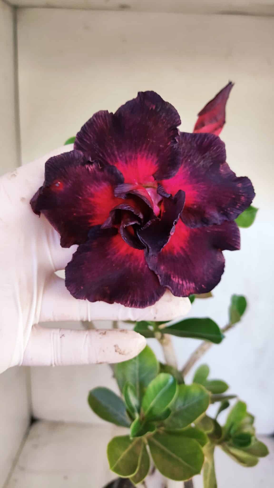Planta Dobrada 3324 – 40cm – 03 anos