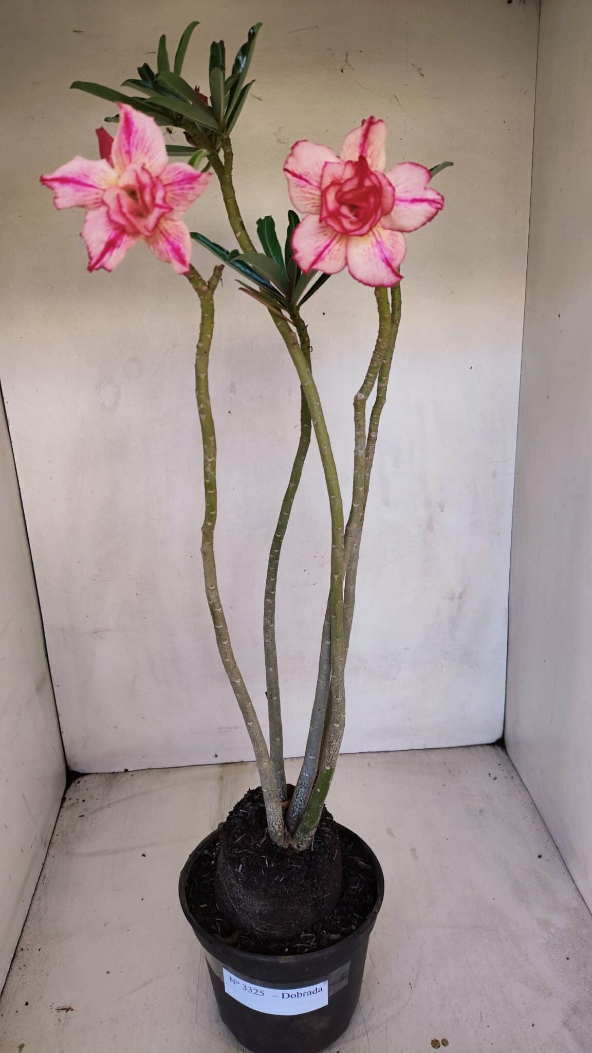 Planta Dobrada 3325 – 35cm – 03 anos